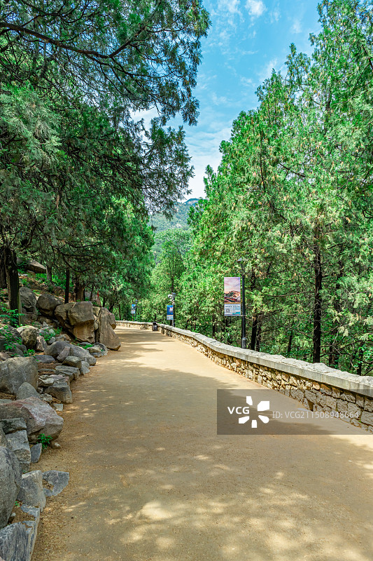 中国山东省泰安市泰山区泰山旅游景区著名景点，泰山上的森林和山路土路人行道，户外白昼无人图像摄影图片素材