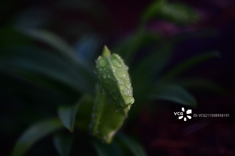 武汉植物园兰花：蝴蝶兰和兜兰图片素材