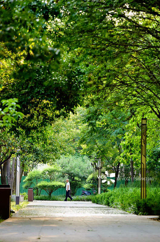 夏日·郑州古树苑图片素材