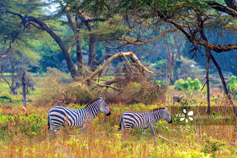 非洲肯尼亚纳瓦沙湖新月岛的斑马图片素材