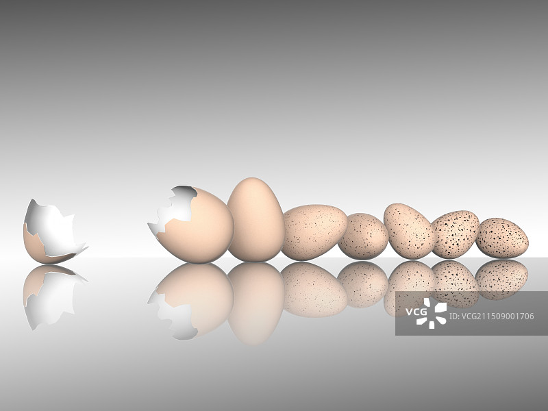 蛋鸡蛋鹌鹑蛋阵列摆放图片素材