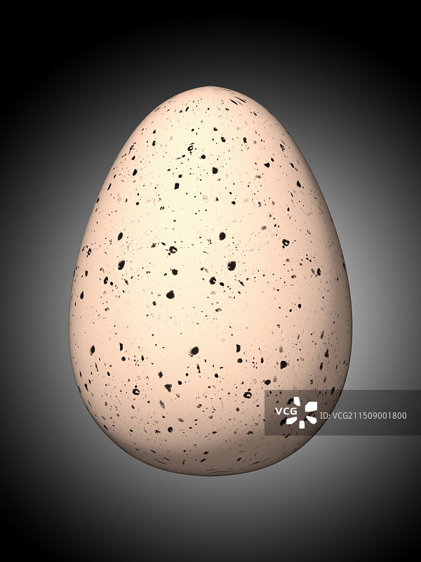 蛋鸡蛋鹌鹑蛋阵列摆放图片素材