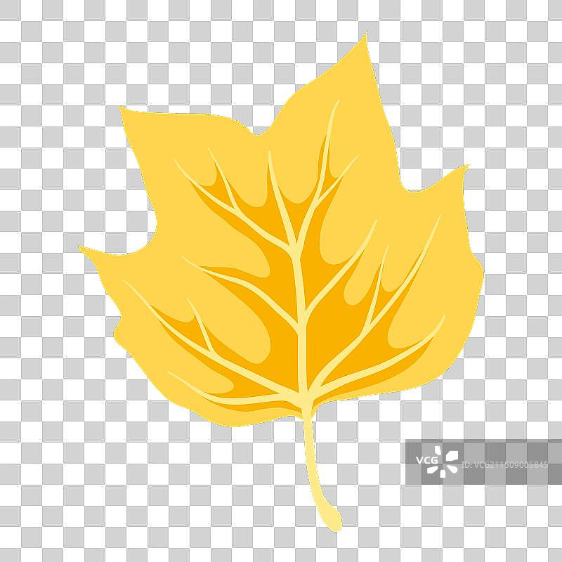 郁金香杨树叶装饰图片素材