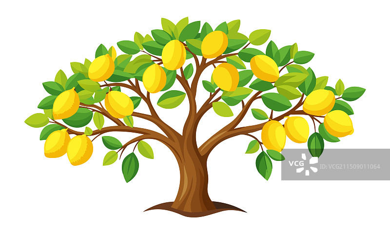 白色背景上柠檬树轮廓图片素材