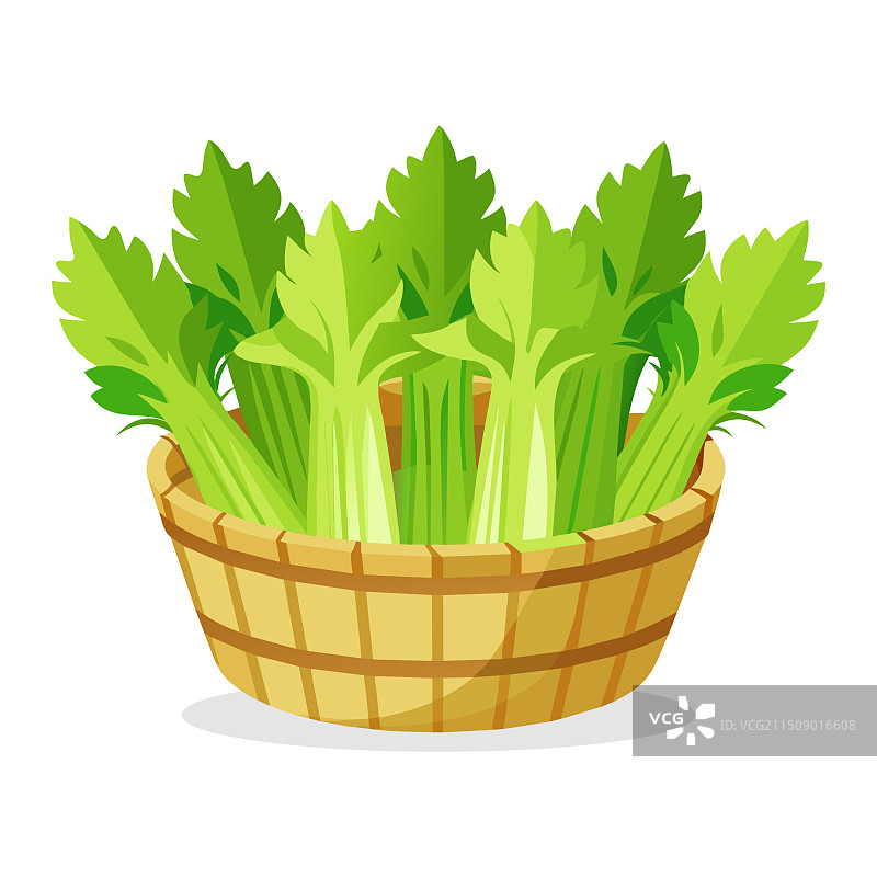 篮子里的芹菜绿叶蔬菜图片素材