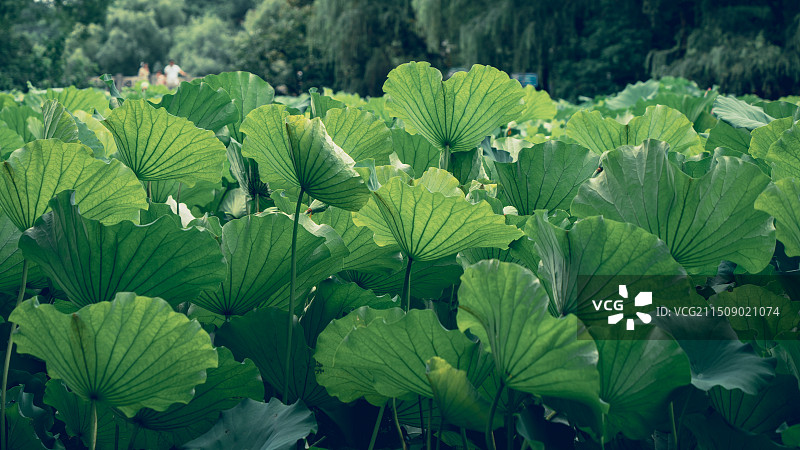 合肥植物园图片素材
