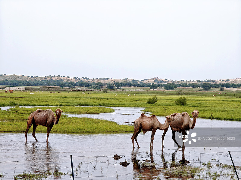 湖边的骆驼图片素材