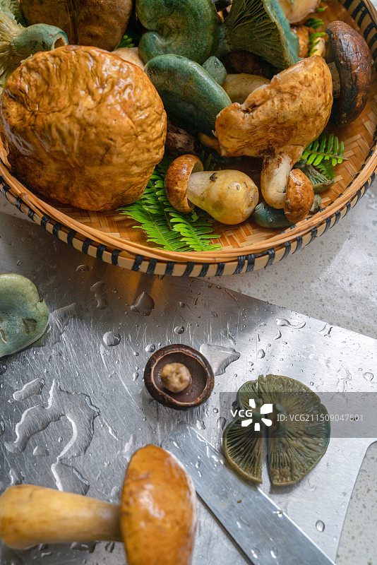 云南野生菌青头菌图片素材