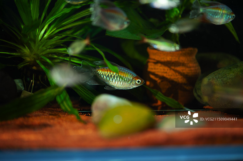 家有鱼 猫图片素材