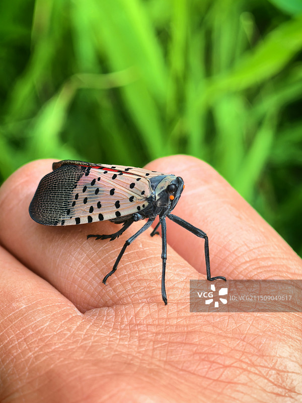 手抓昆虫-斑衣蜡蝉落在手上的特写图片素材