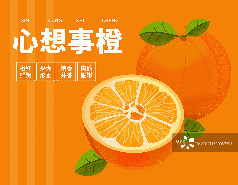 橙子手绘插画包装图片素材
