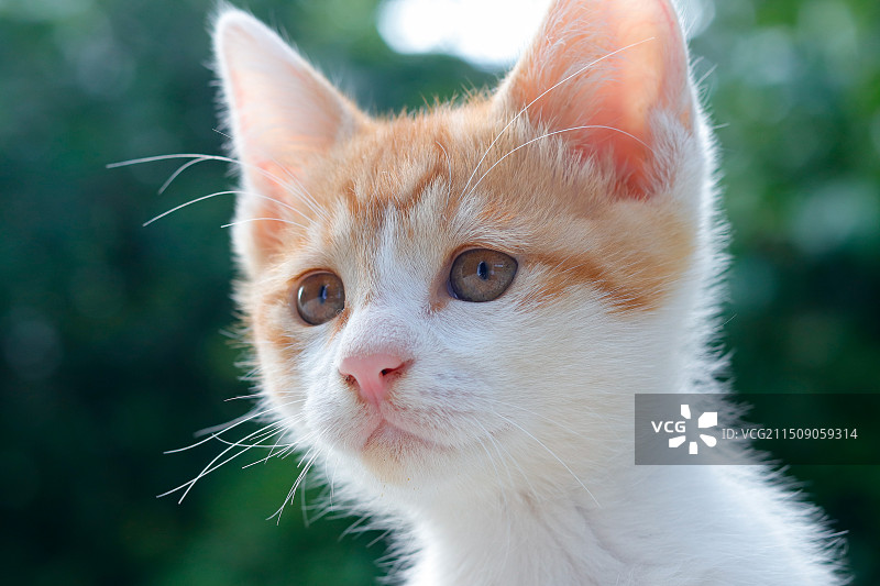 可爱小奶猫脸部特写图片素材