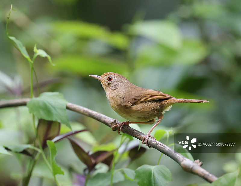 棕胸雅鹛图片素材