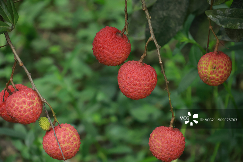 四川泸州合江黛绿荔枝妃子笑荔枝采摘丰收图片素材