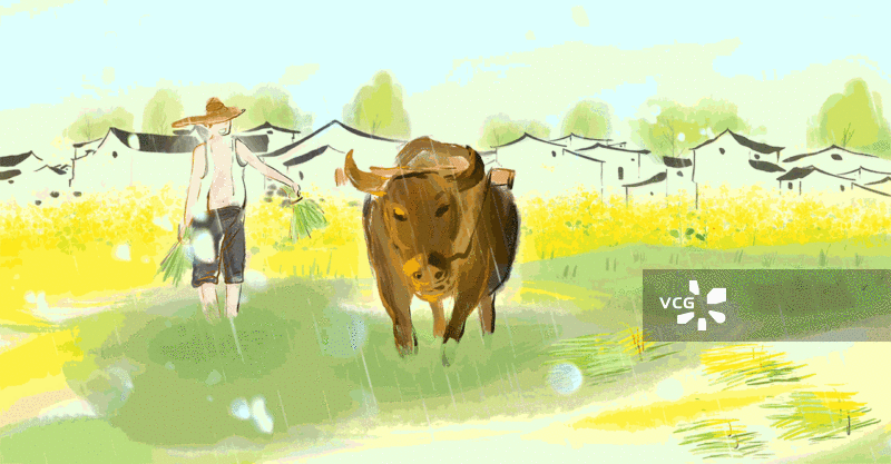 耕地，耕牛，牛，春天，播种，农业，水墨动画插图视频图片素材