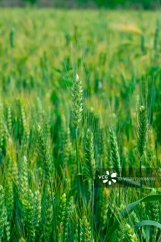 小满麦子图片素材
