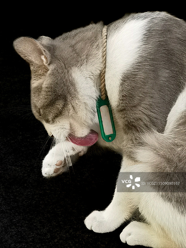 猫咪特写图片素材