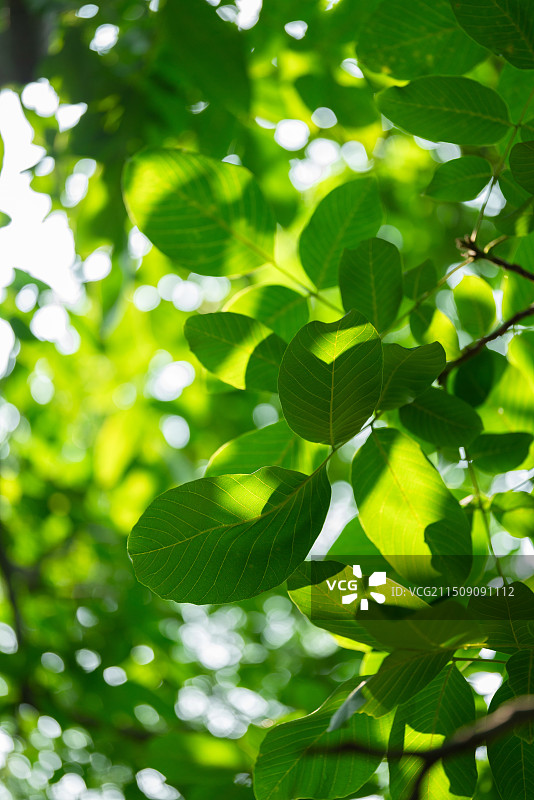 阳光下的树叶光斑图片素材