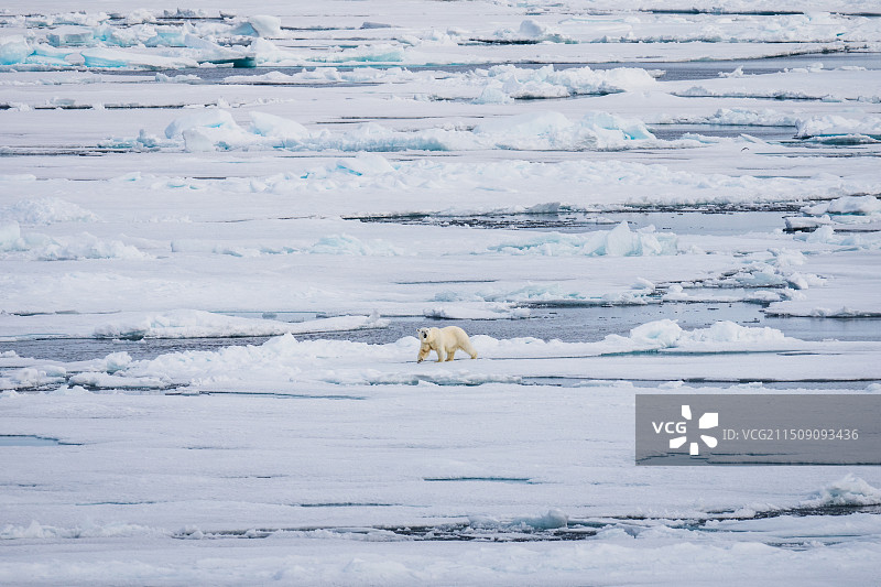 斯瓦尔巴群岛冰面上的一只北极熊图片素材