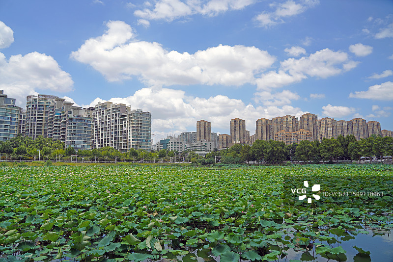 生态东湖图片素材