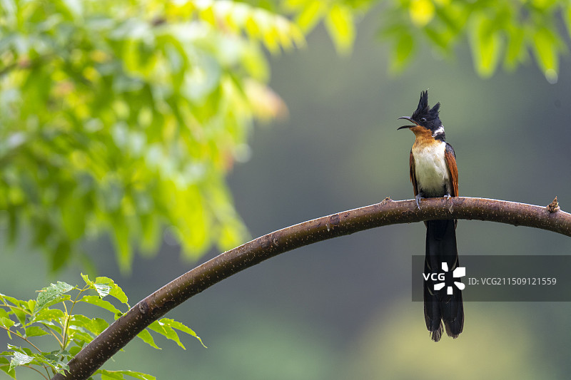 红翅凤头鹃图片素材
