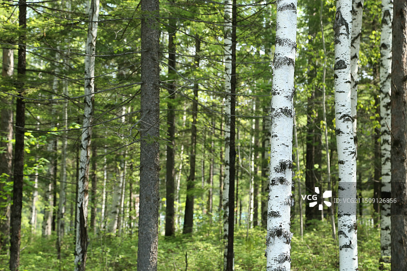 白桦林图片素材