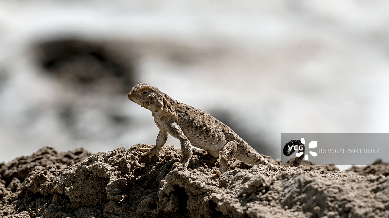 蜥蜴——壁虎图片素材