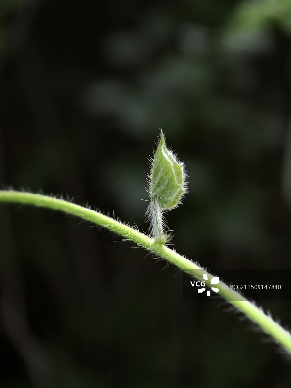 模糊背景下的新芽特写镜头图片素材