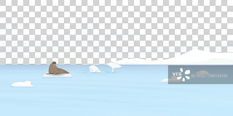 浮冰上的白鲸与海象图片素材