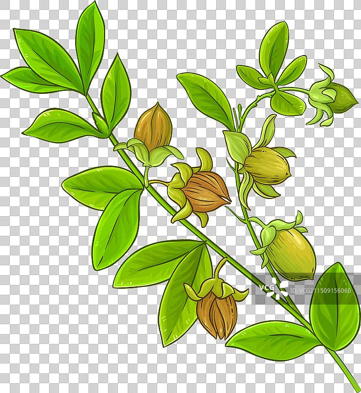 彩色细节的荷荷巴枝图片素材