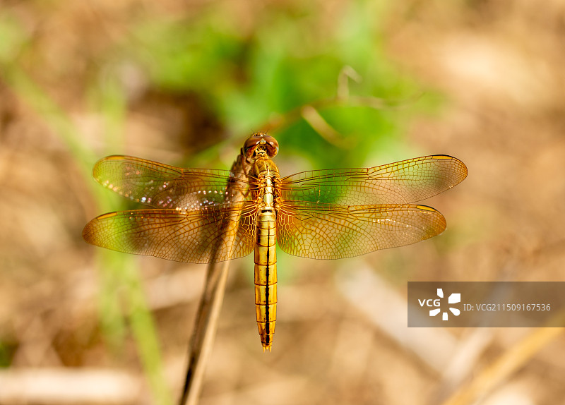 _LCY6979图片素材