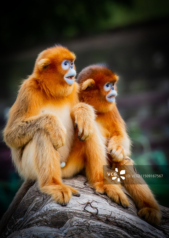 川金丝猴图片素材