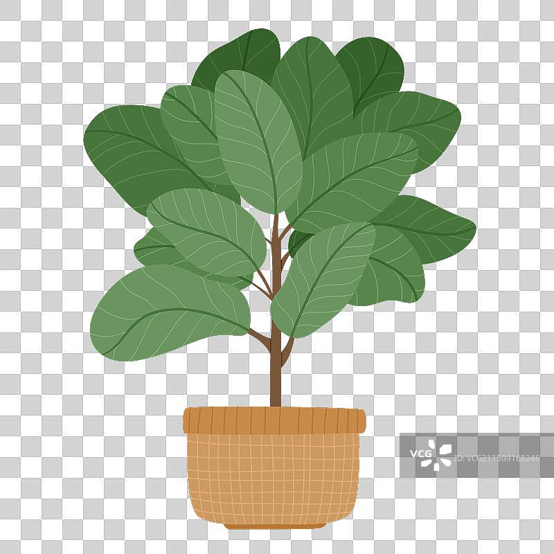 编织篮中的大型绿植琴叶榕图片素材