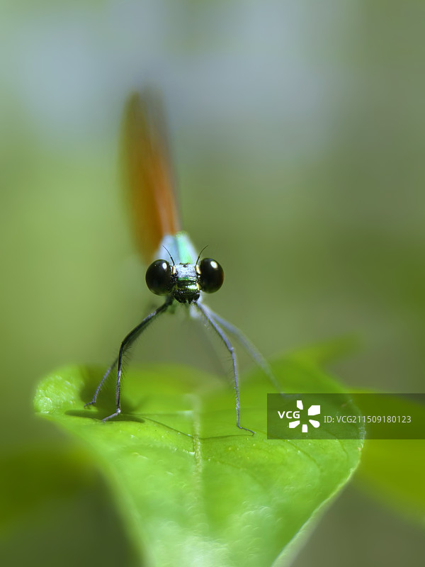 色蟌头部特写图片素材