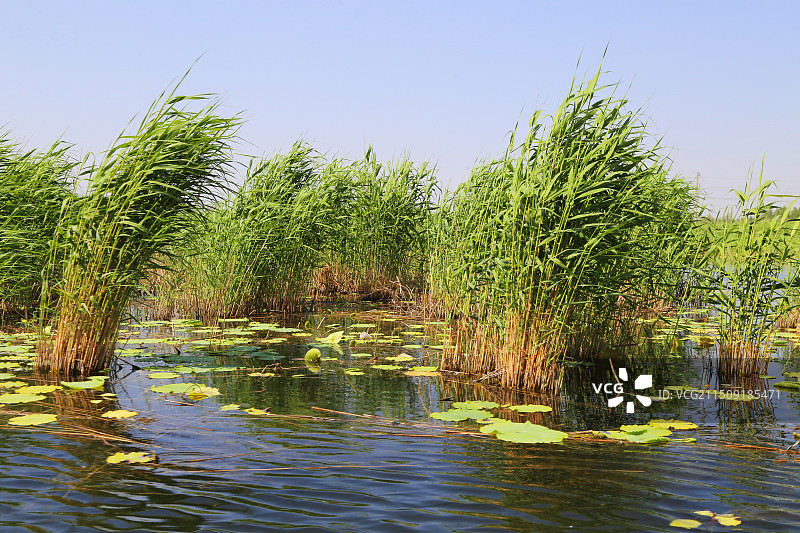 河北保定白洋淀风光图片素材