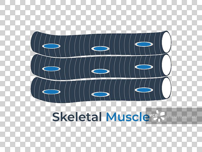 骨骼肌组织图标图片素材