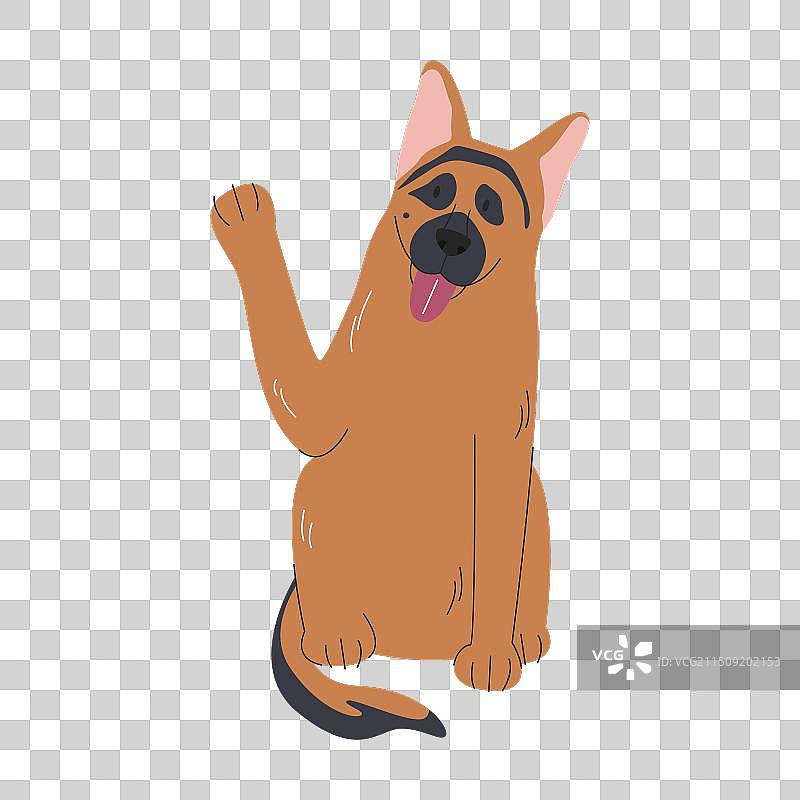 可爱牧羊犬训练击掌指令图片素材