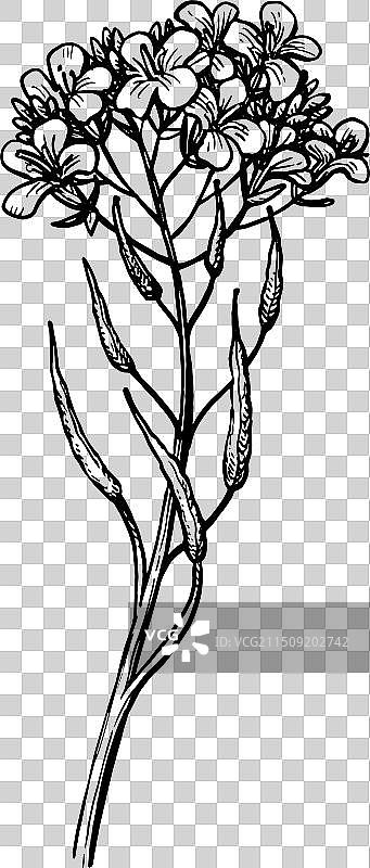 芥菜花墨水草图图片素材