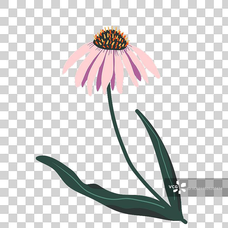 紫锥菊图片素材