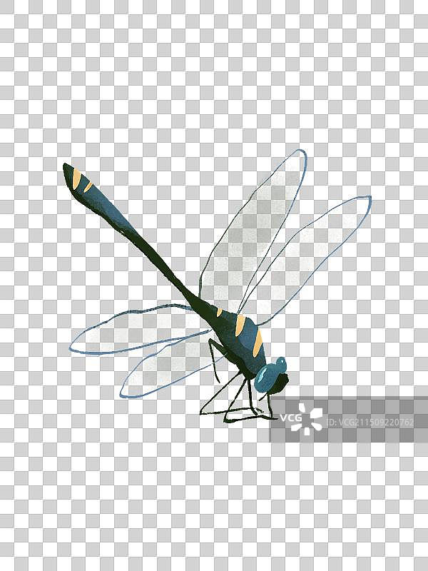 蜻蜓图片素材