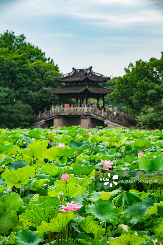 杭州玉带桥荷花图片素材