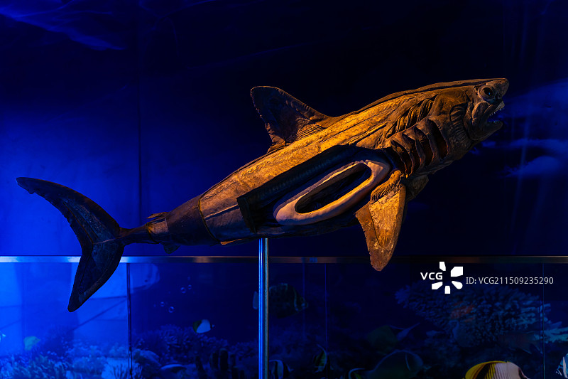 昆山生命奥秘博物馆 鱼类标本图片素材