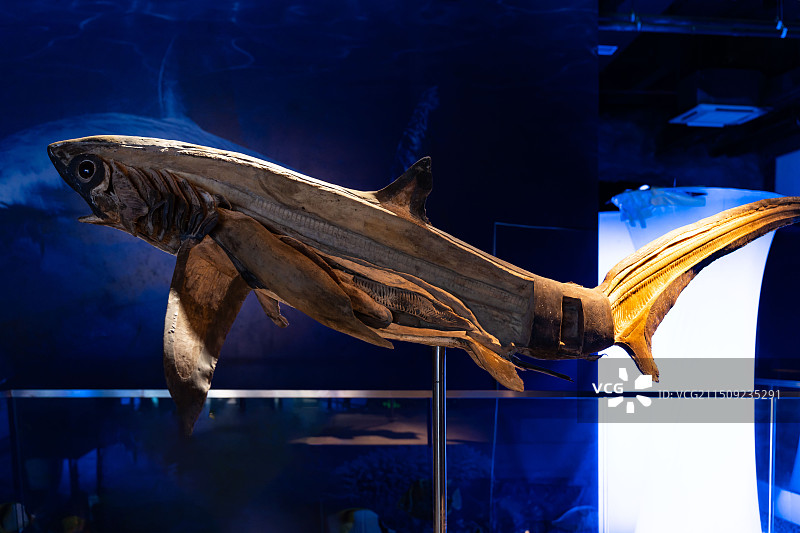 昆山生命奥秘博物馆 鱼类标本图片素材