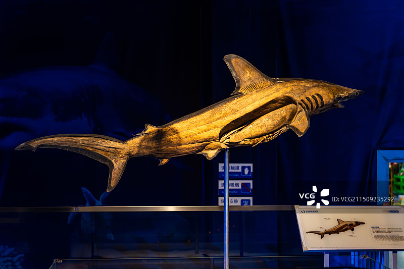 昆山生命奥秘博物馆 鱼类标本图片素材