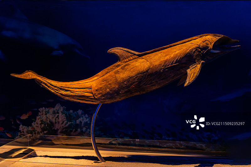 昆山生命奥秘博物馆 鱼类标本图片素材