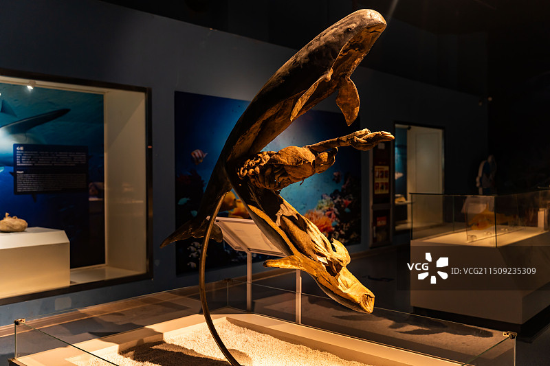 昆山生命奥秘博物馆 鱼类标本图片素材