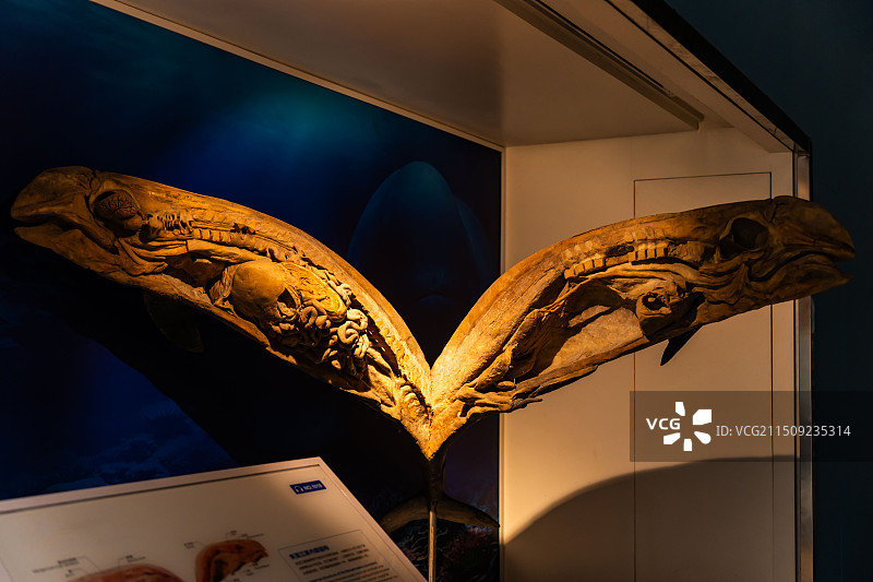 昆山生命奥秘博物馆 鱼类标本图片素材