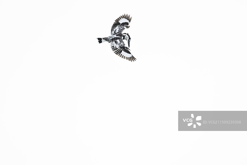 空中旋停的斑鱼狗图片素材