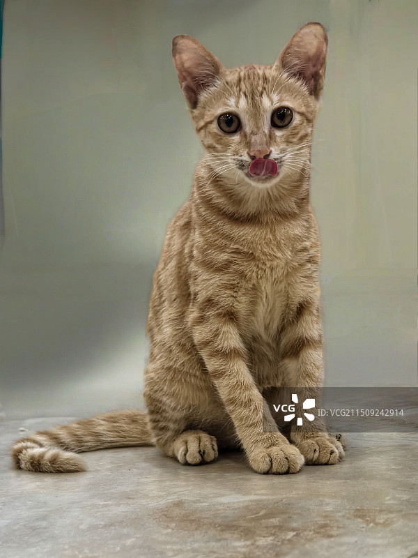 招财猫图片素材