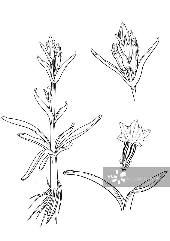 龙胆花图片素材